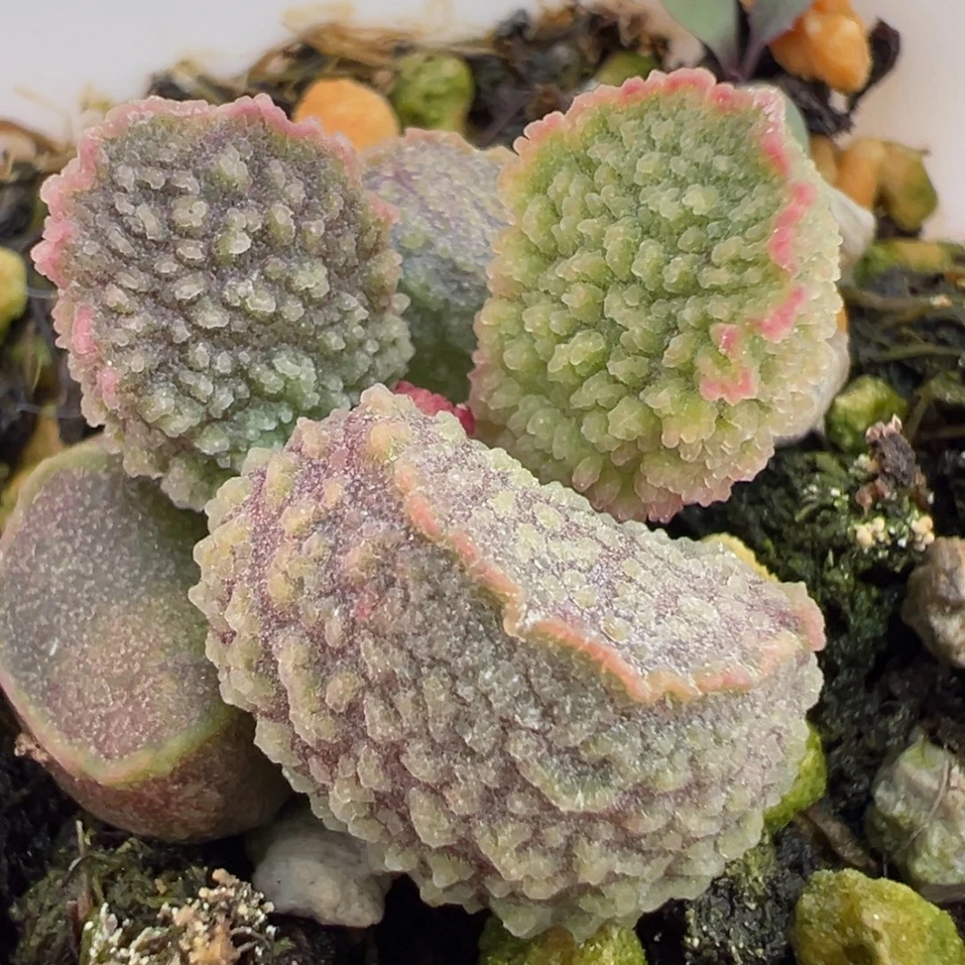 橘粉圆叶冰锥实生新品多肉植物