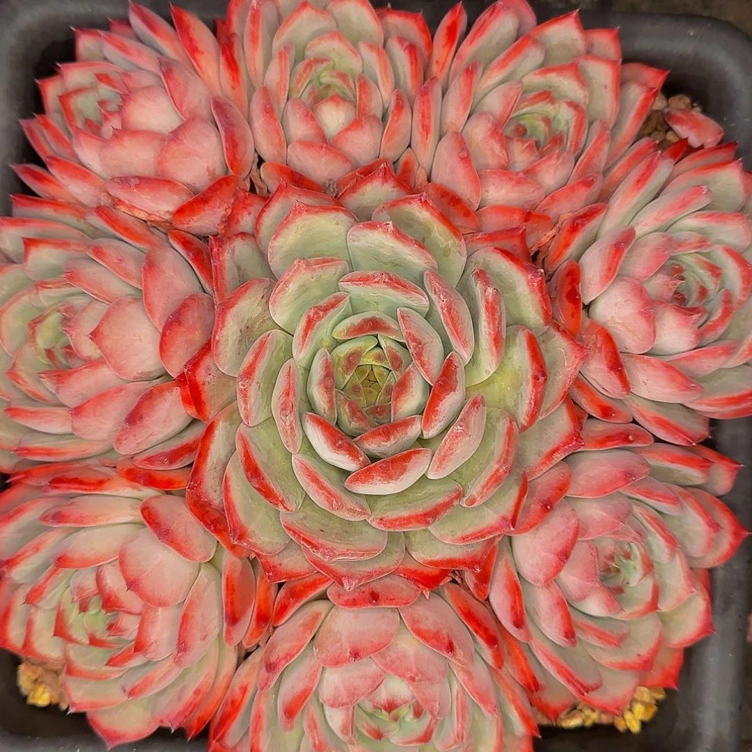 淡***然啦啦啦咯哦哦哦哦哦咯哦哦哦哦哦哦哦