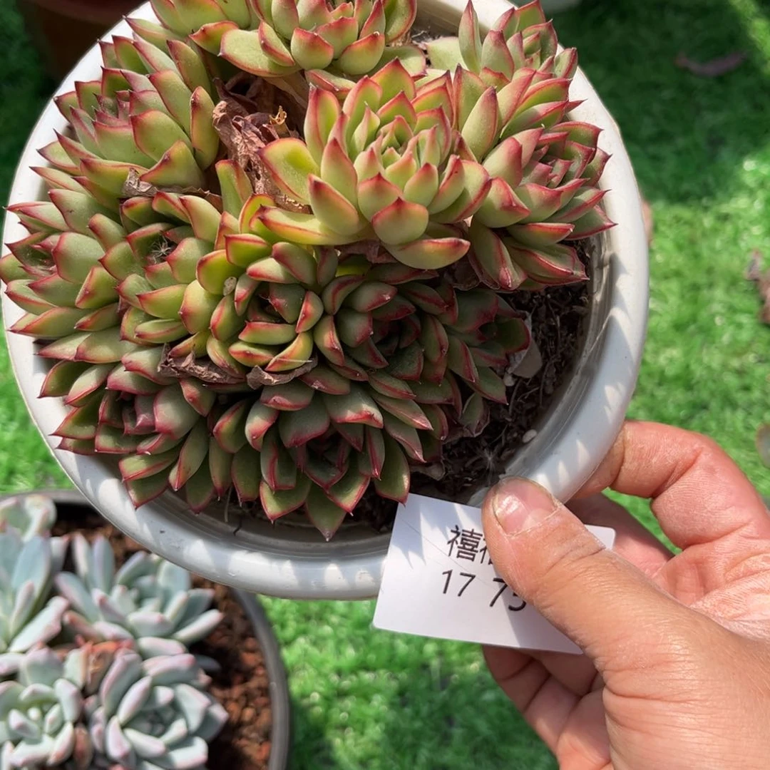 1775萤火虫花剑剪了爆的头多肉植物