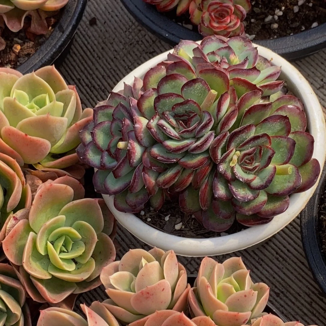 M*梅48包邮一物一拍多肉植物