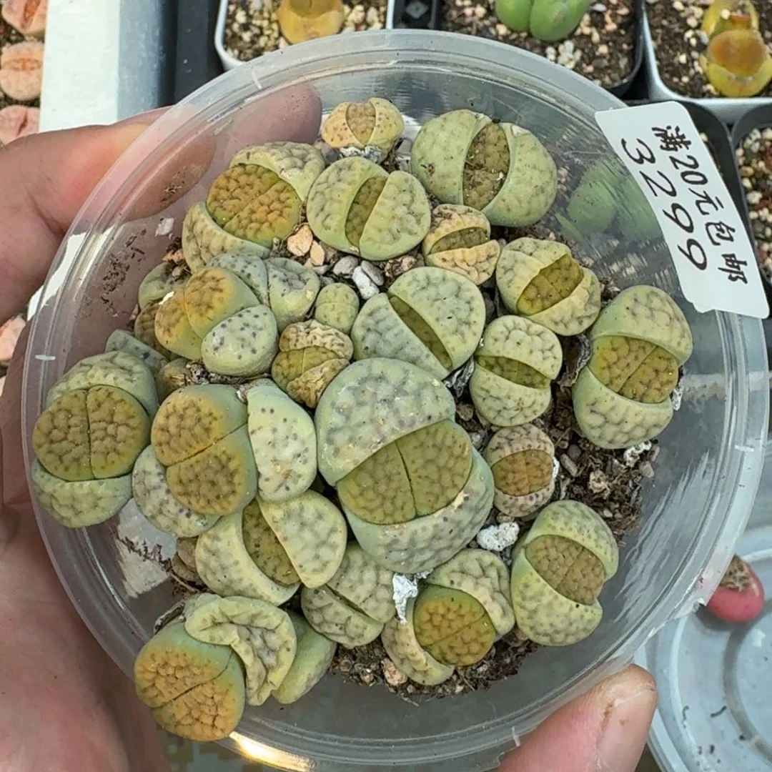 3299。绿招福一盒