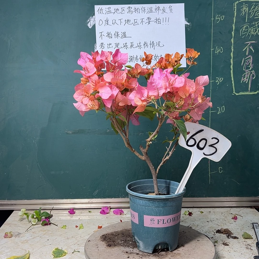 全部花苞波伊斯玫瑰603