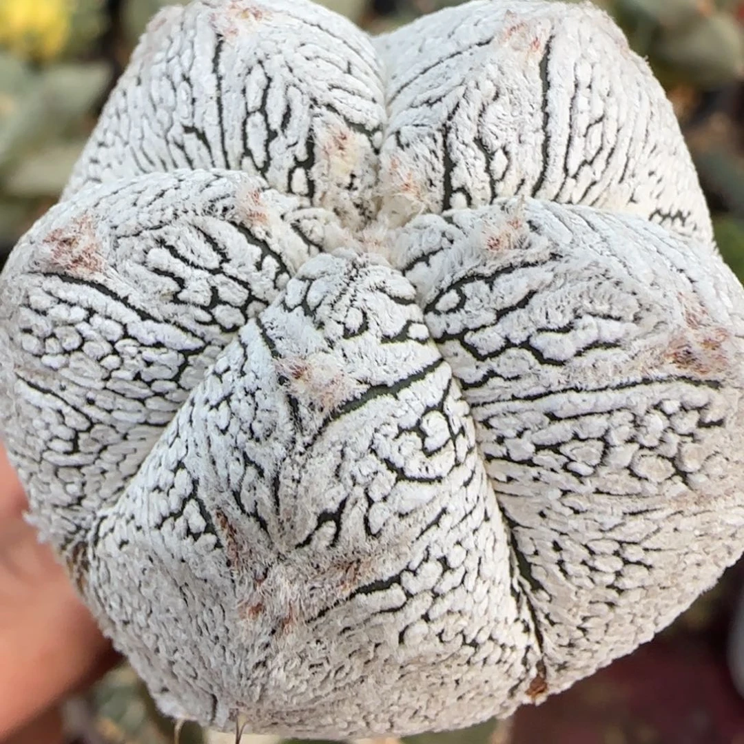 无花朵苗接特白v恩冢561