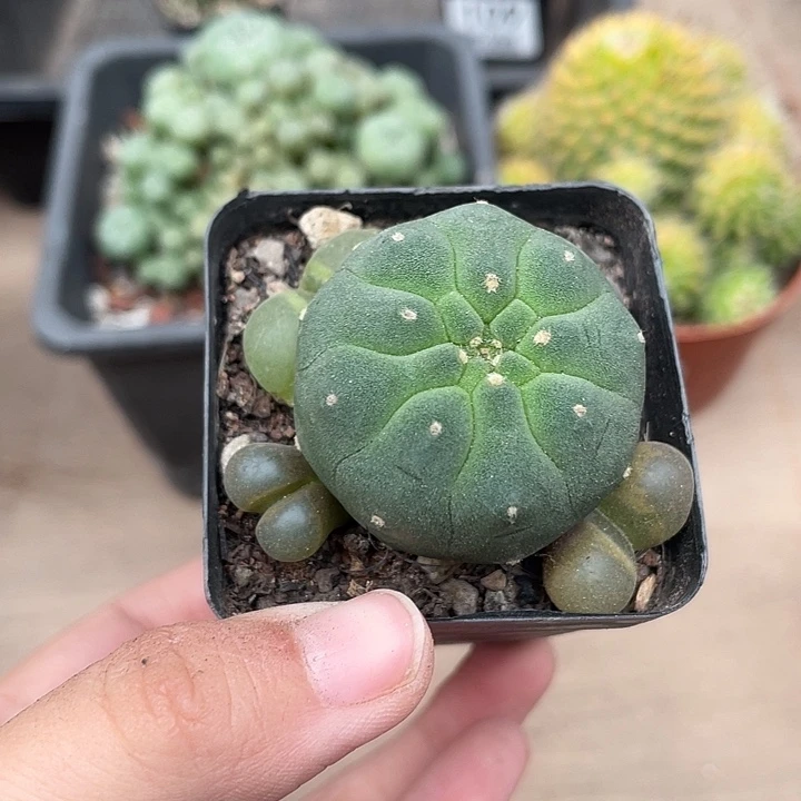 344奇仙玉仙人球植物