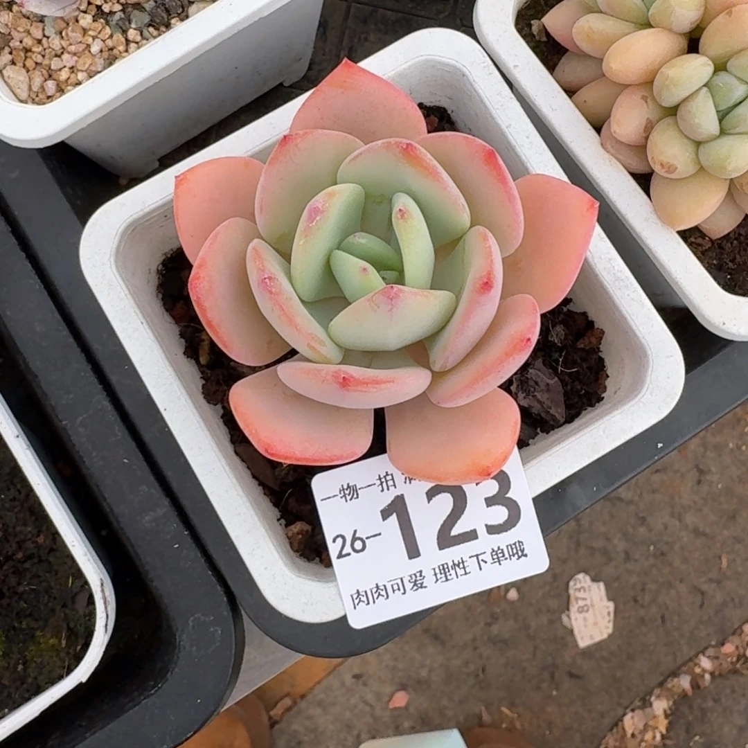 白月光无盆土发货无