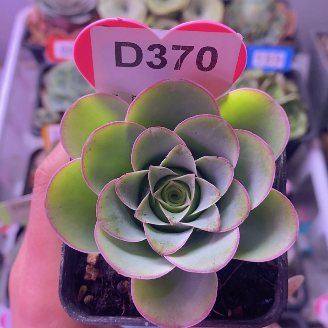 鹿啦啦玫瑰一物一拍D370