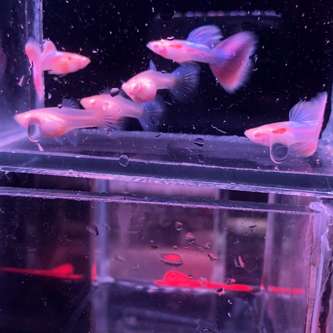 孔雀鱼彩虹天使三对