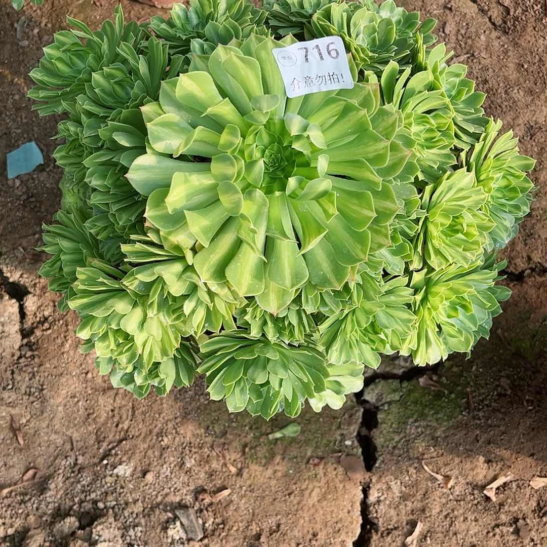 无花朵林*多肉植物716