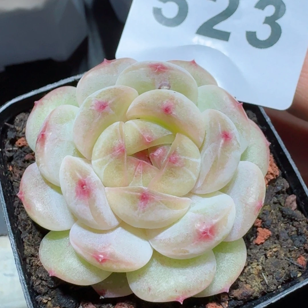 孤品       多肉植物