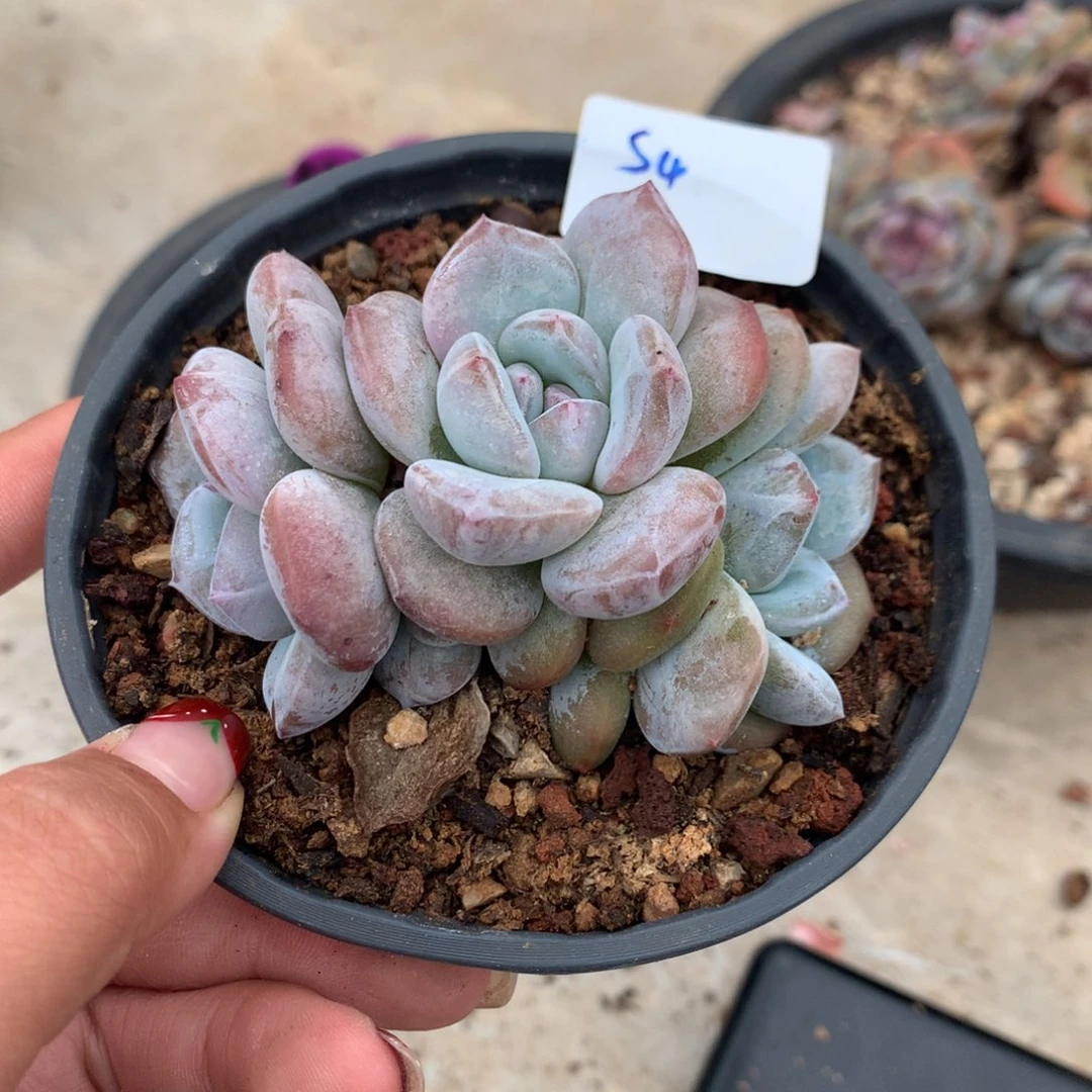 s4哈哈哈哈哈哈哈哈哈哈