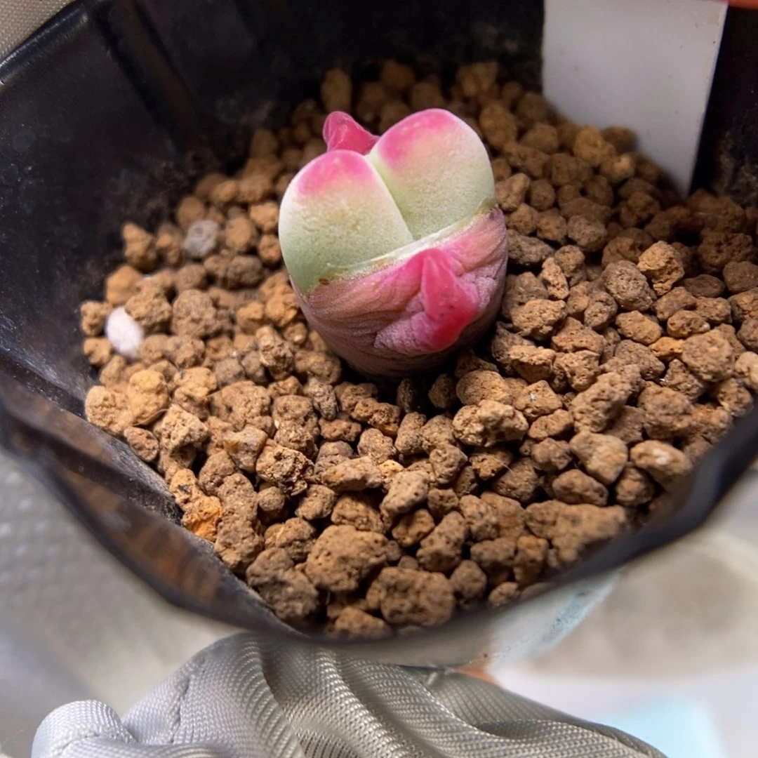 多肉植物肉锥杂交K-2795