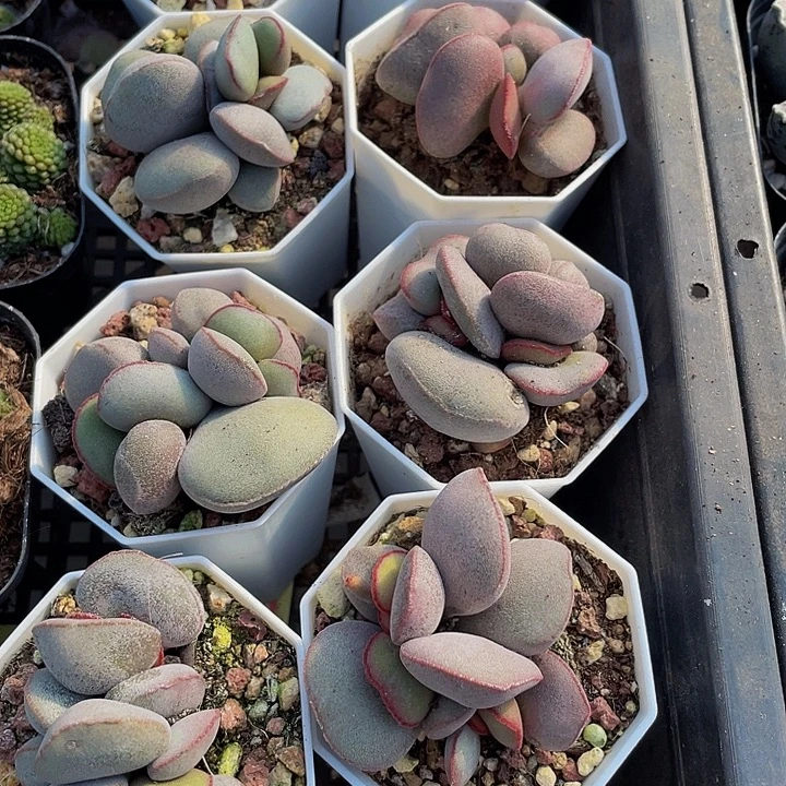 红蛋水泡带盆土发