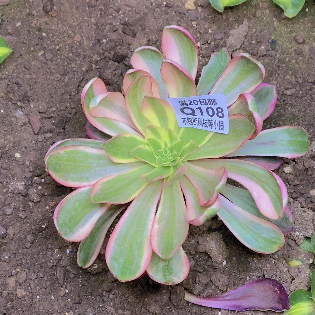 108红魔女多肉法师锦