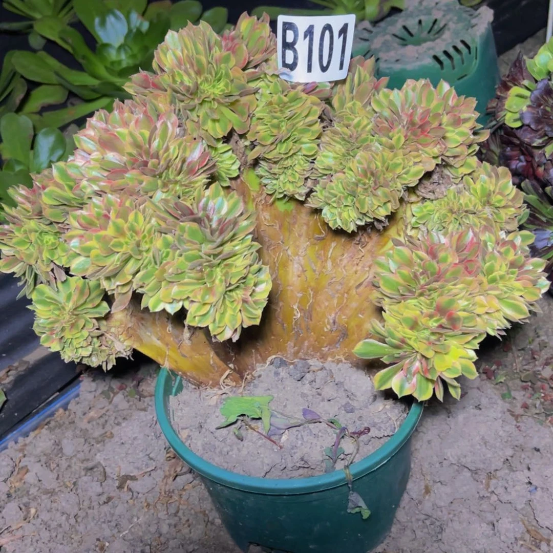 红袖法师28//—31包邮