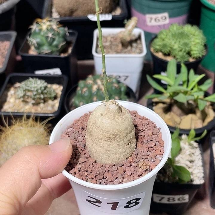 218泰国白皮西番莲