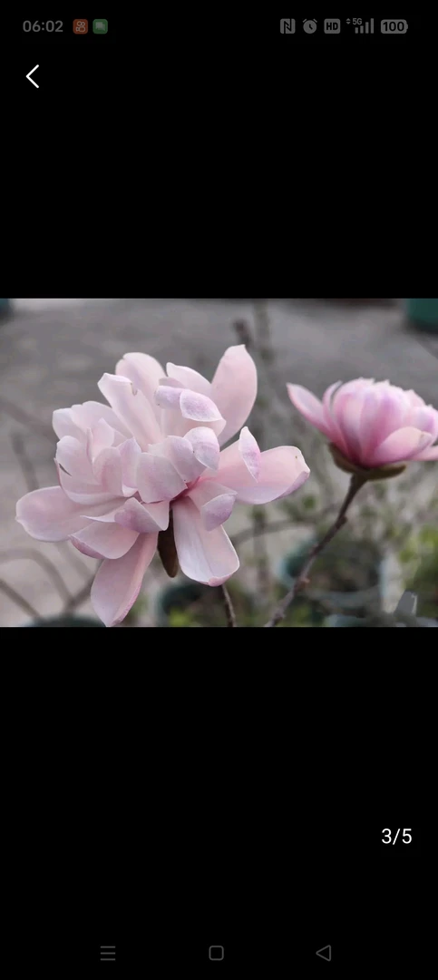 星花玫瑰玉兰盆栽庭院阳台绿化苗