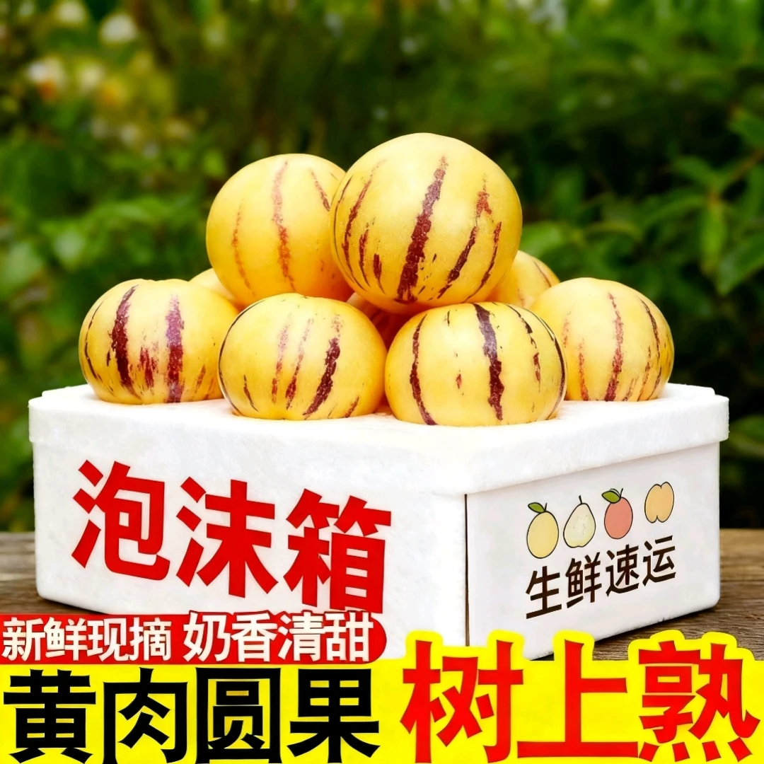 云南石林果树上自然熟圆果黄肉新鲜清甜多汁应季水果泡沫箱发货
