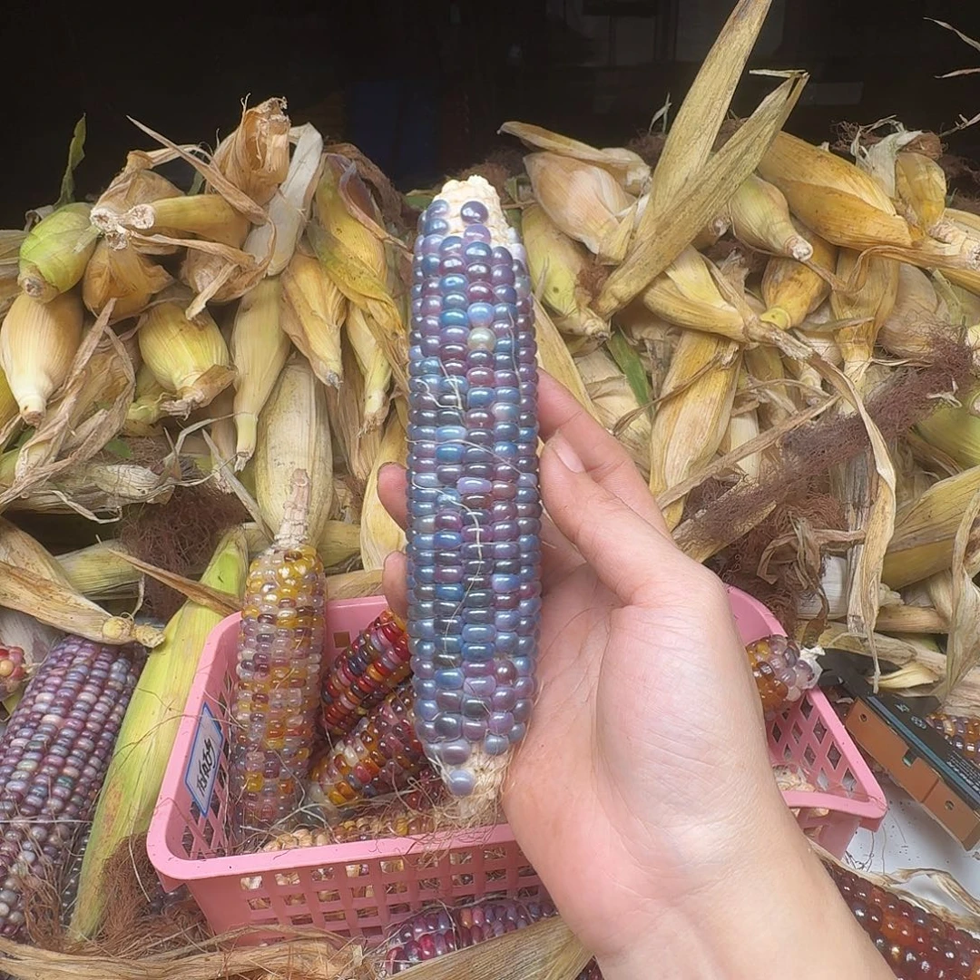 南***-梦之城新品梦宝一号