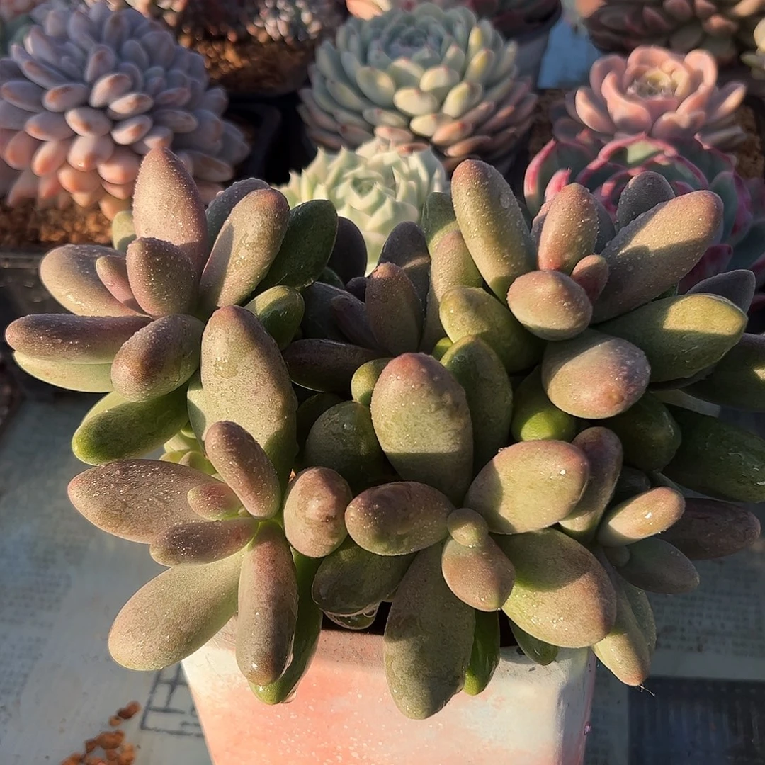 糖果美人一物一拍