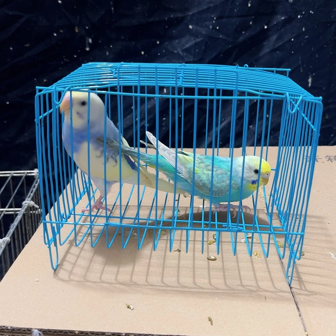 虎皮鹦鹉虎皮金彩 纯种金彩