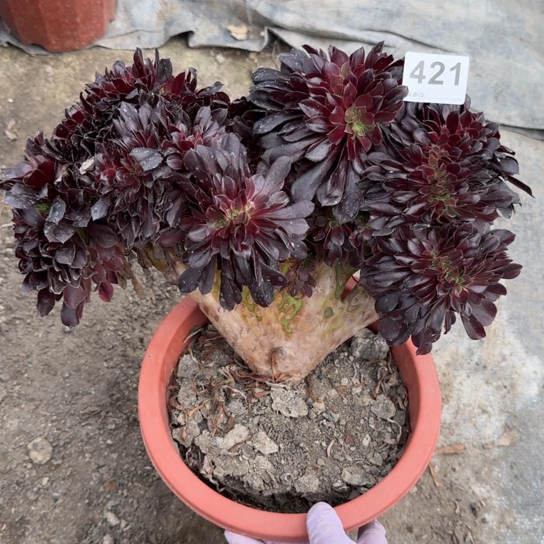 突**进421多肉植物绿缀