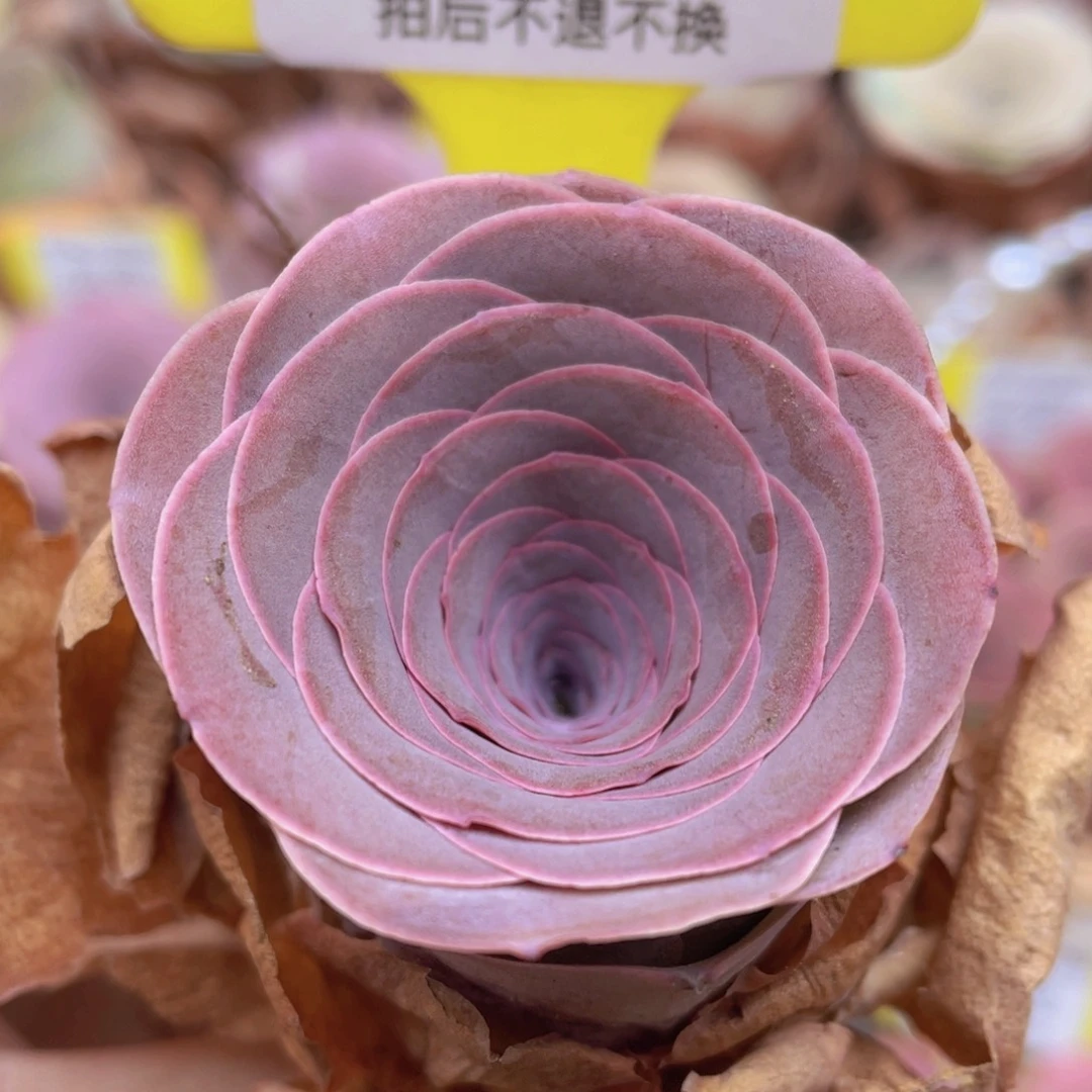 山地玫瑰Z434断枝不包损不售后