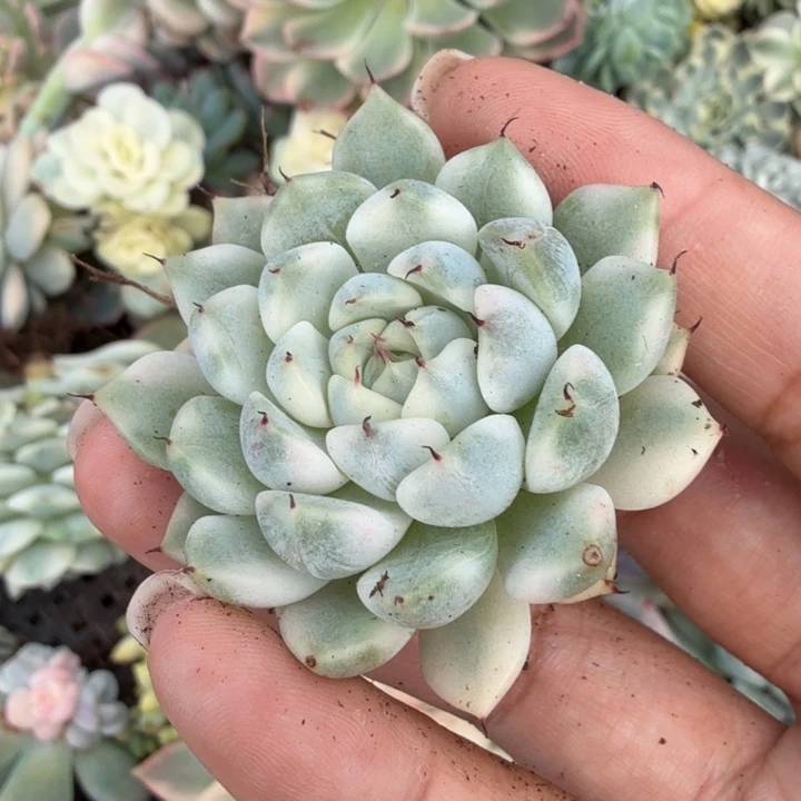 妲己锦腹轮锦一刻的