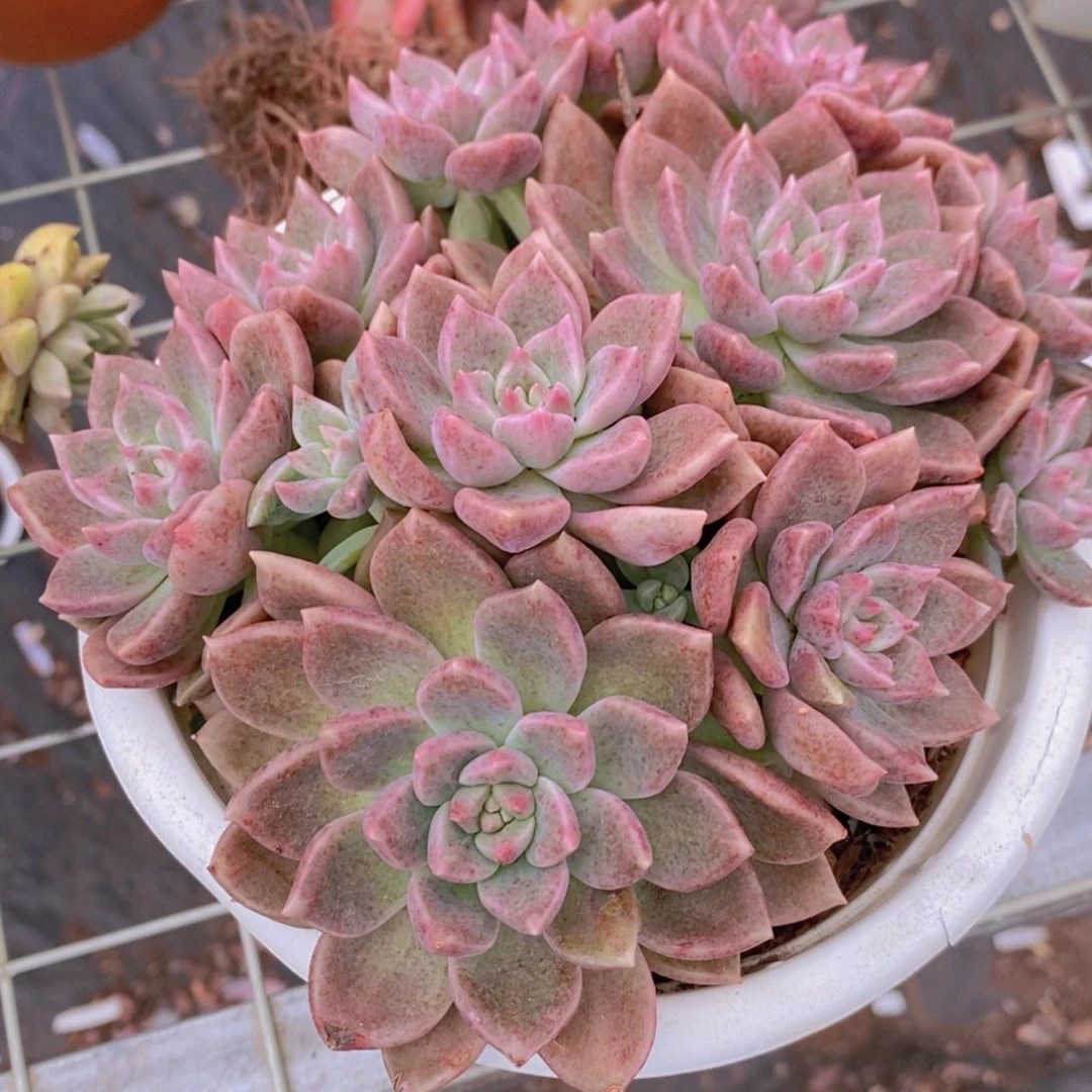 油漆桶多头群生包红