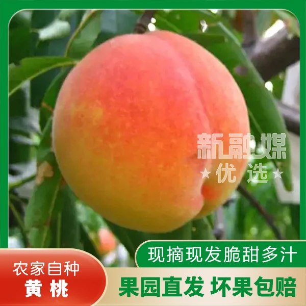 彩虹黄桃 - 江西农家水蜜桃黄桃口感脆甜多汁新鲜采摘自然成熟