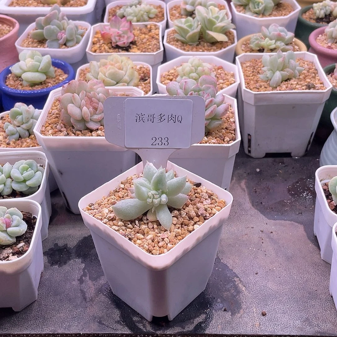 滨哥多肉Q233风花雪月虾饺叶石化