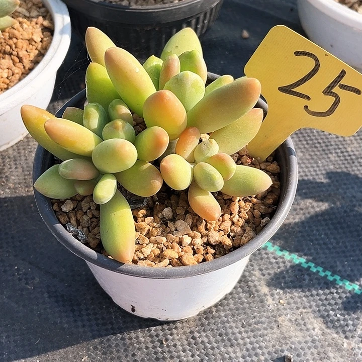 冰***花金蝉25号码牌子的话