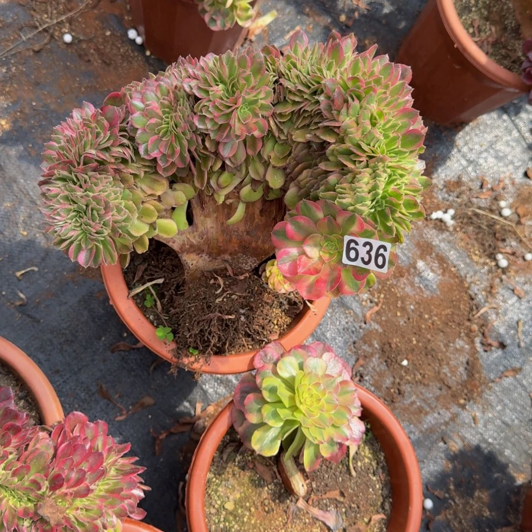 636多肉植物轮回缀