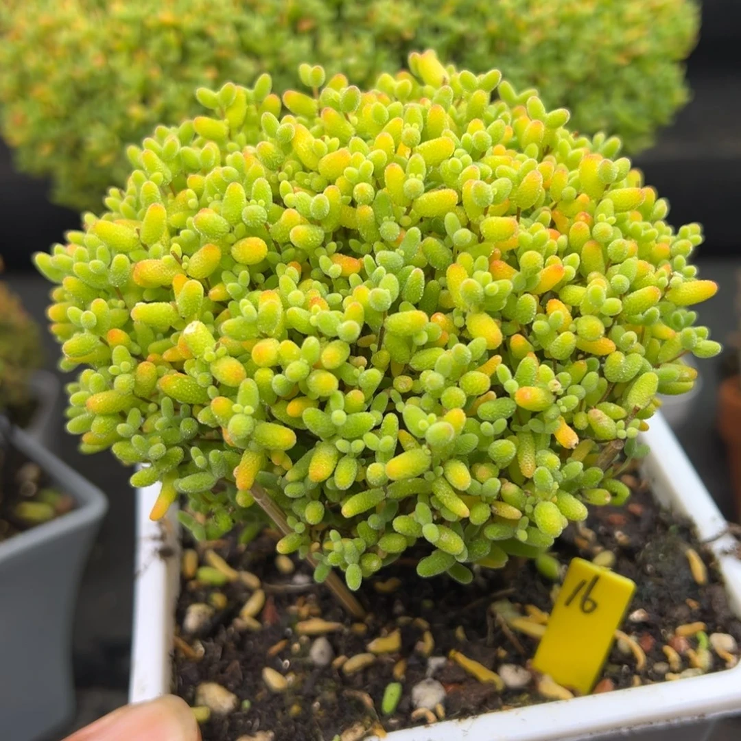 蜜橘糖球16号11.5cm盆