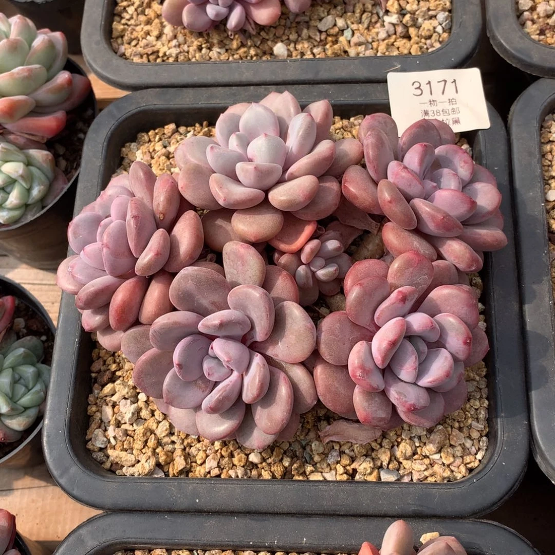 17厘米六头花斑鹿3171