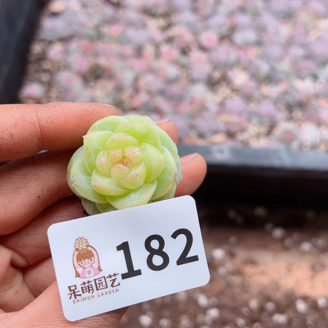玲*多肉植物多肉植物