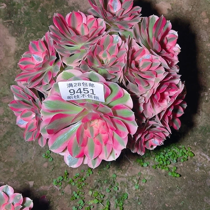 0***79451粉女巫多肉植物