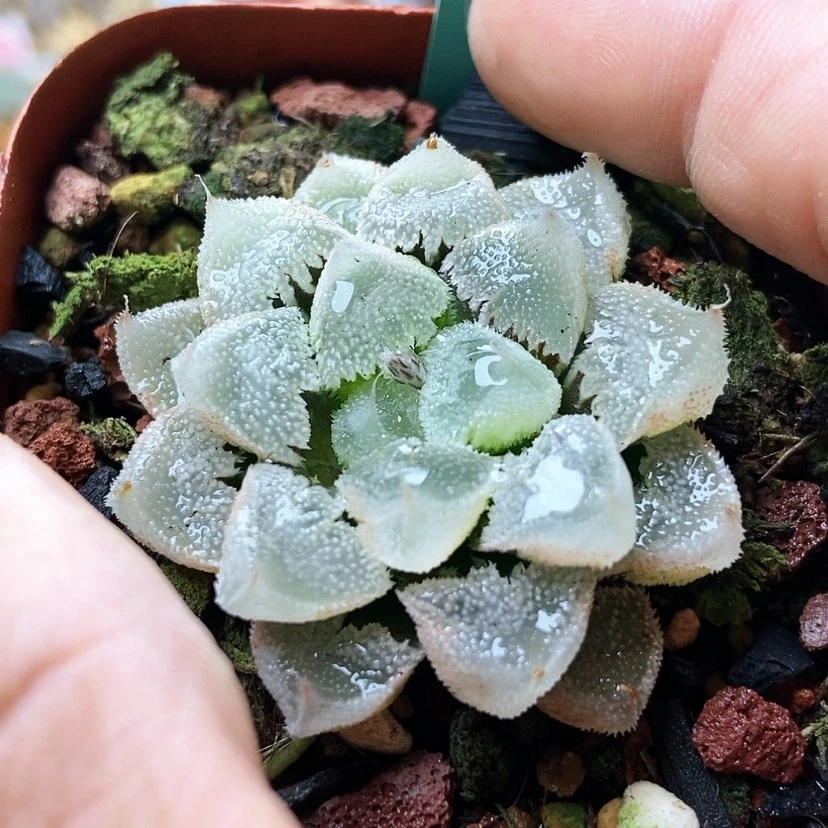 【闪购商品】全窗白帝102