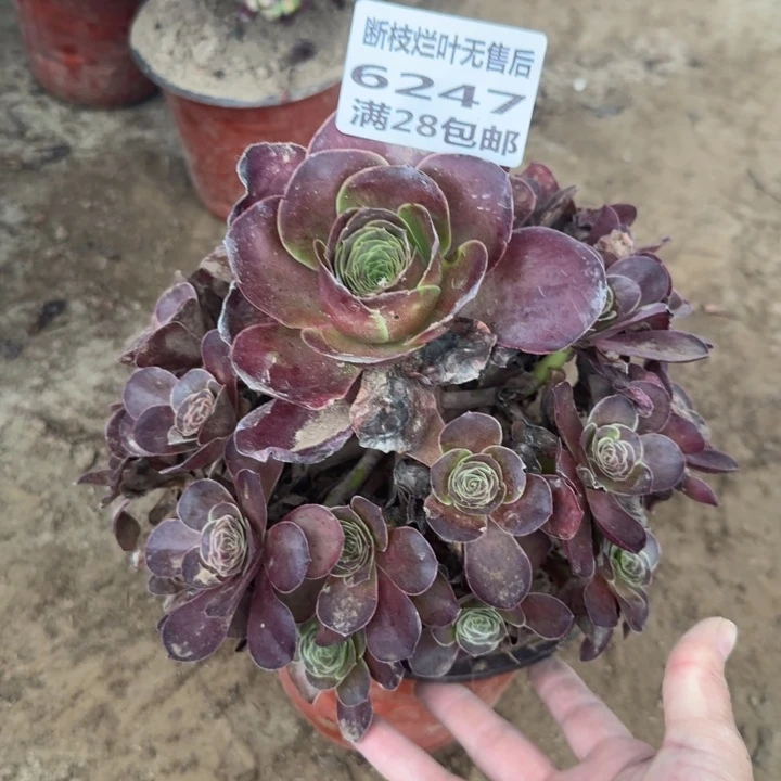 6247二号棚魅金玫瑰B