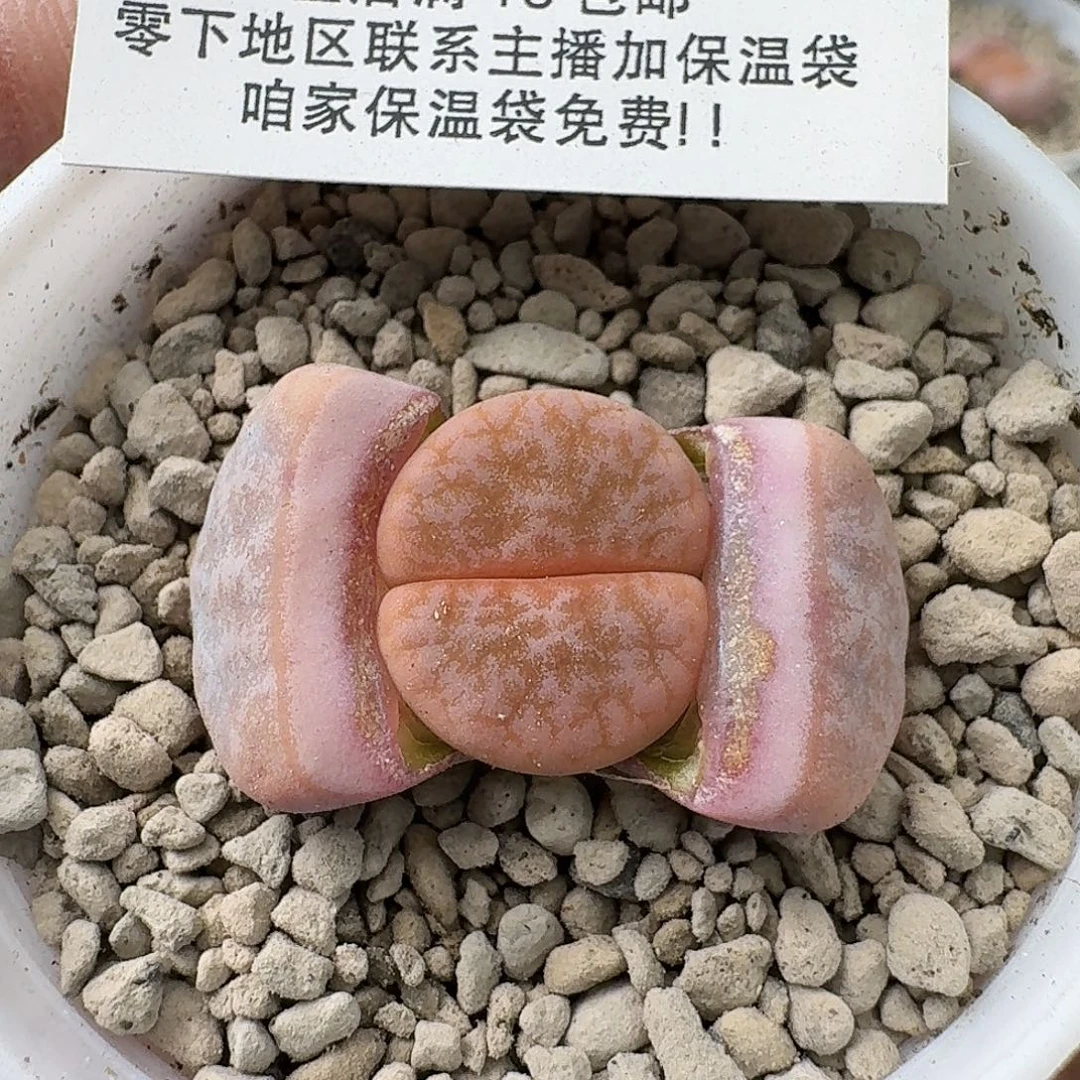 429拿铁四年母本满18包邮