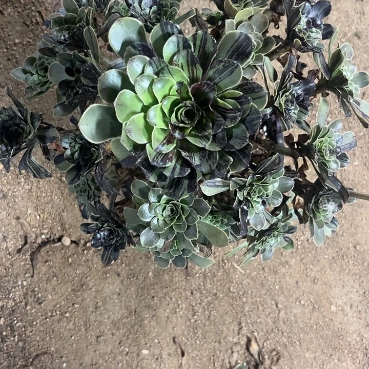龘***龘多肉植物水墨丹青锦……