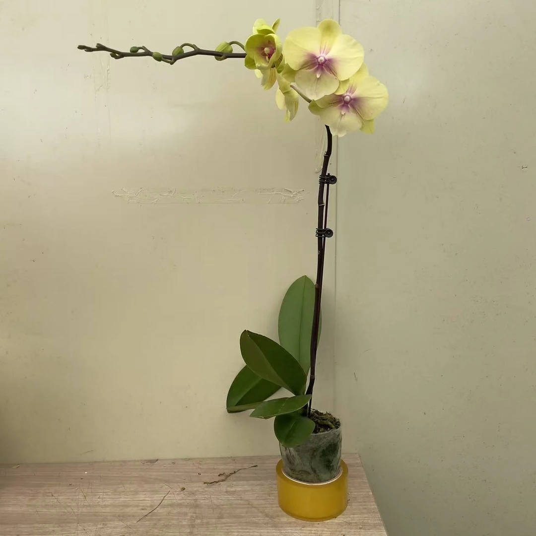 《青柠檬》精品蝴蝶兰  耐开好养 室内花卉