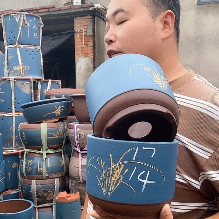 紫砂花盆盆栽植物