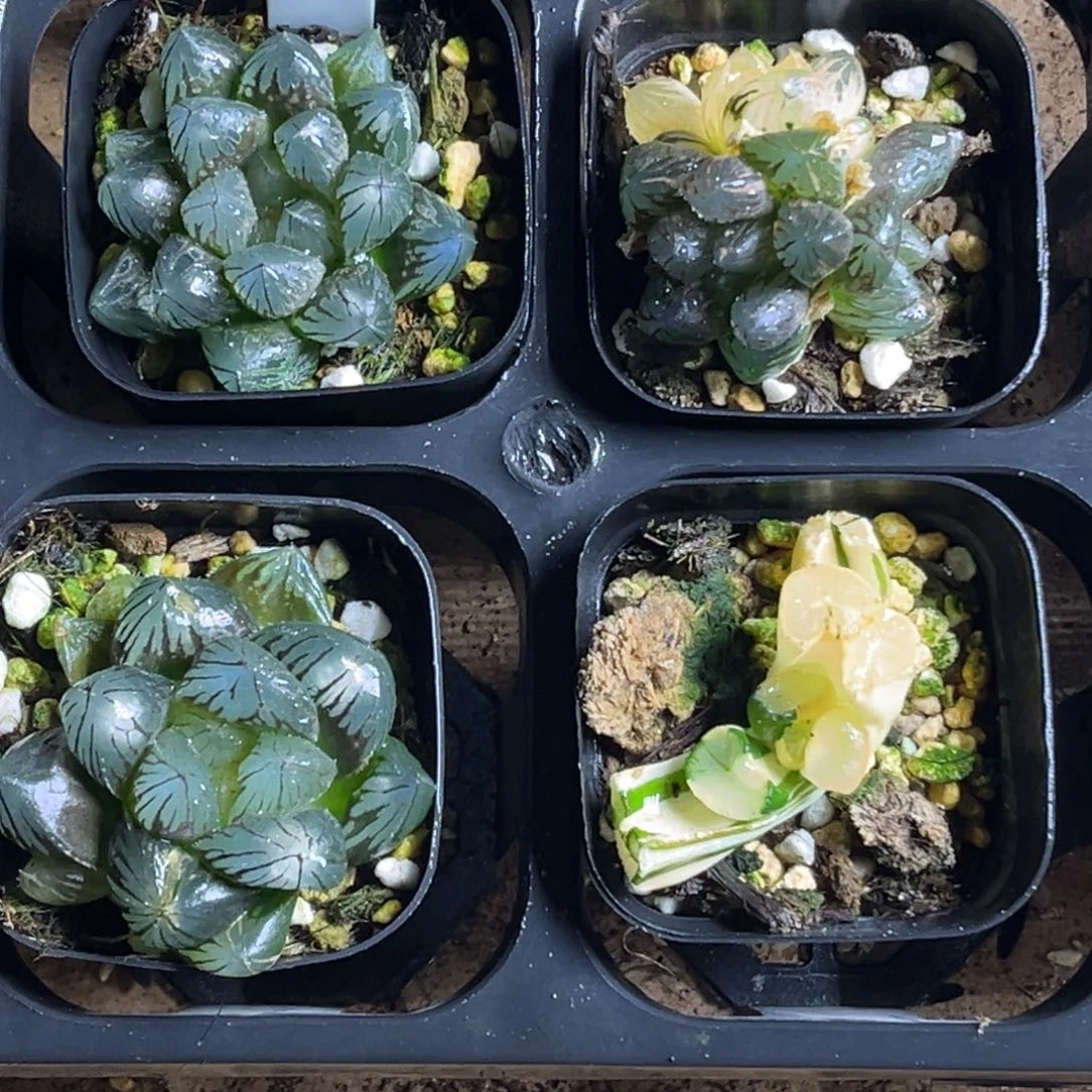 日***意159福利4颗包邮头家多肉十二卷