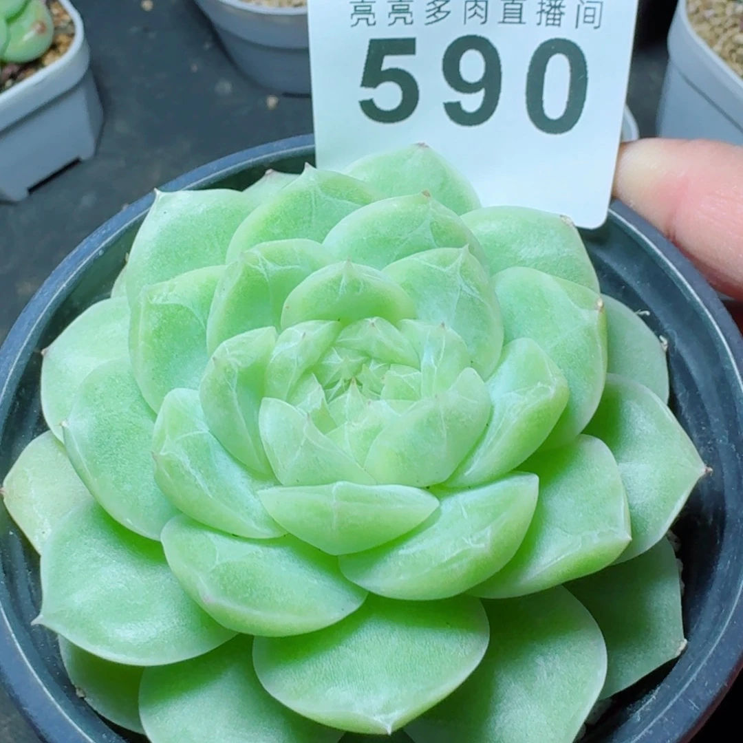 梨花白            精美多肉植物
