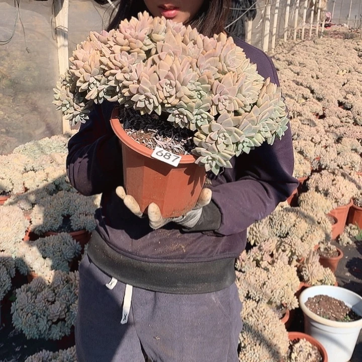 687 淡雪缀 一物一拍