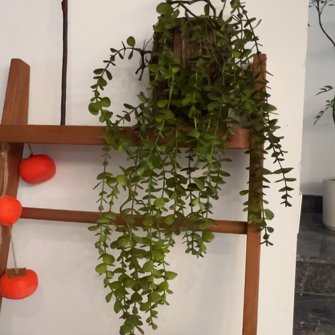 拍样品垂钓蕨福利