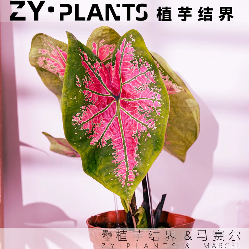 「植芋结界」马赛尔彩叶芋育苗盆彩叶芋INS风进口观叶稀植物盆栽