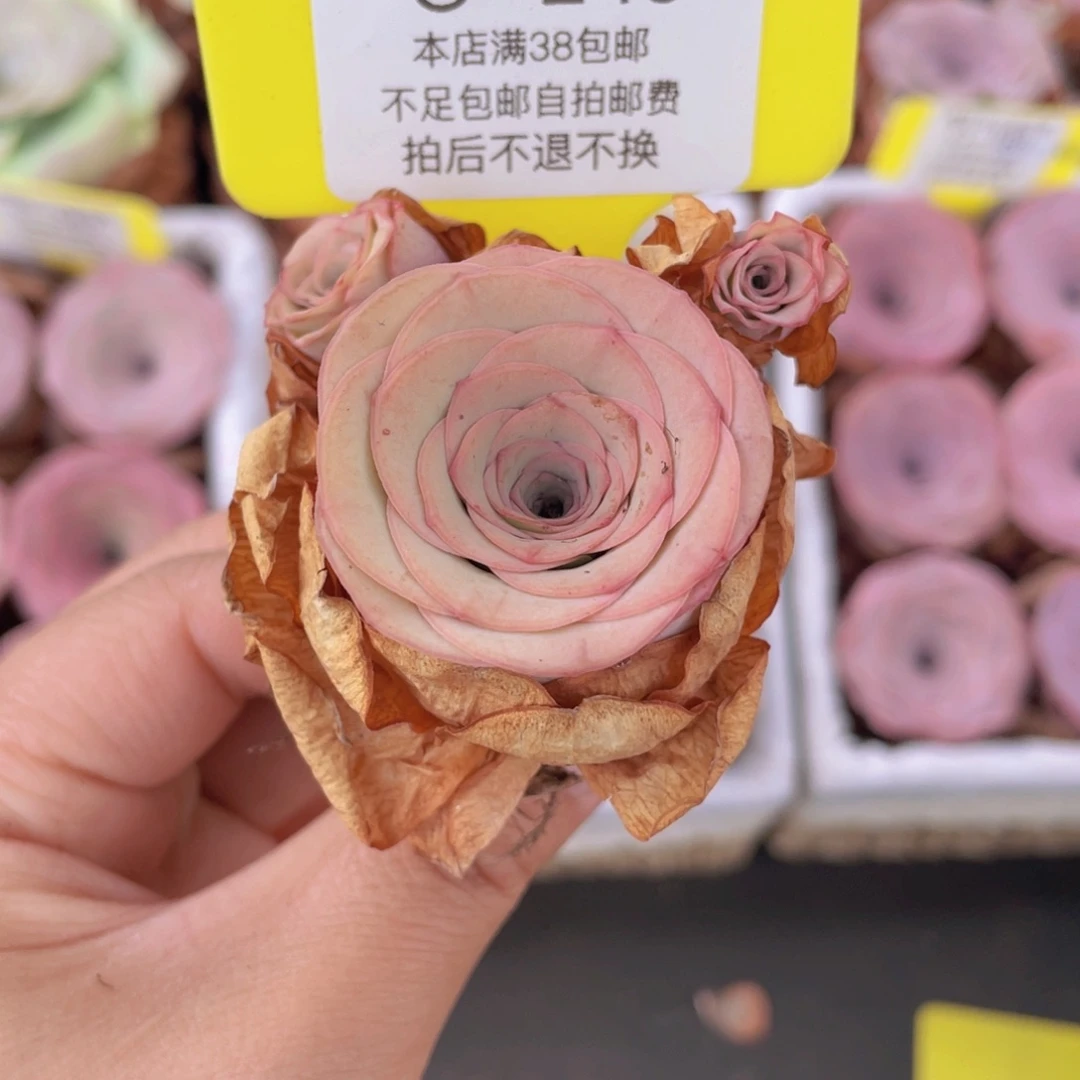 山地玫瑰C249满38包邮裸根发货