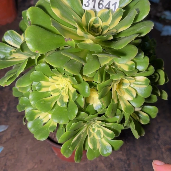 31641辛尼亚多肉植物