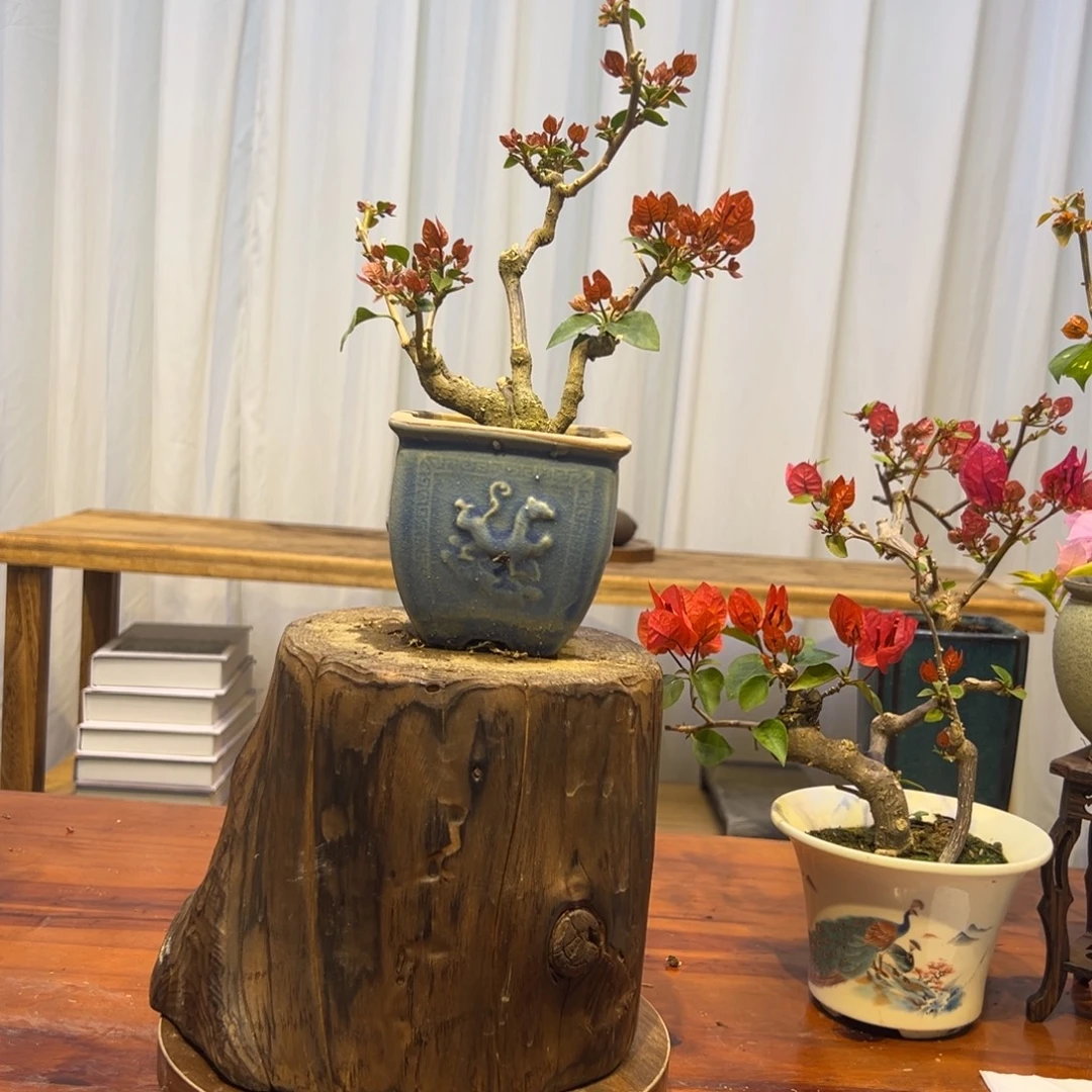 长***姐完全开放三角梅一物一拍同安红